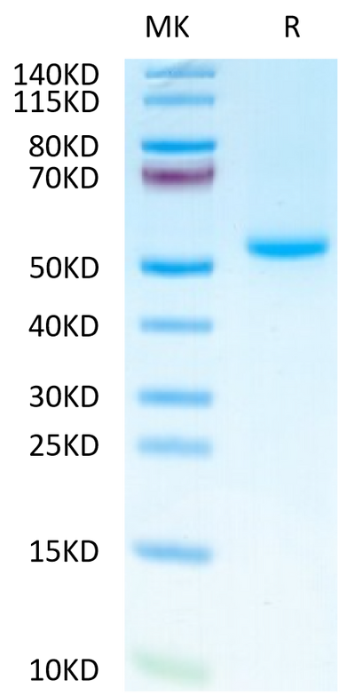 Mouse OX40 Ligand on Tris-Bis PAGE under reduced condition. The purity is greater than 95%.Recombinant Mouse OX40 Ligand/TNFSF4 Protein, Active