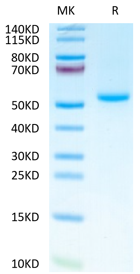 Mouse OX40 Ligand on Tris-Bis PAGE under reduced condition. The purity is greater than 95%.Recombinant Mouse OX40 Ligand/TNFSF4 Protein, Active