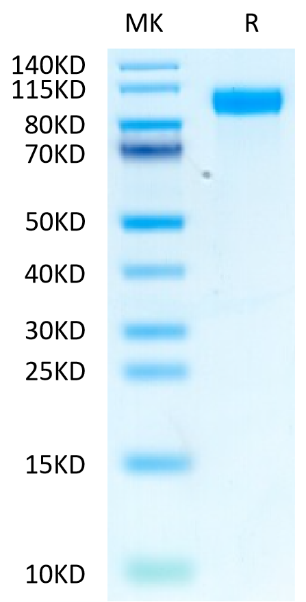 Biotinylated Human EGFR on Tris-Bis PAGE under reduced condition. The purity is greater than 95%.Biotinylated Human EGFR/HER1 Protein, Active