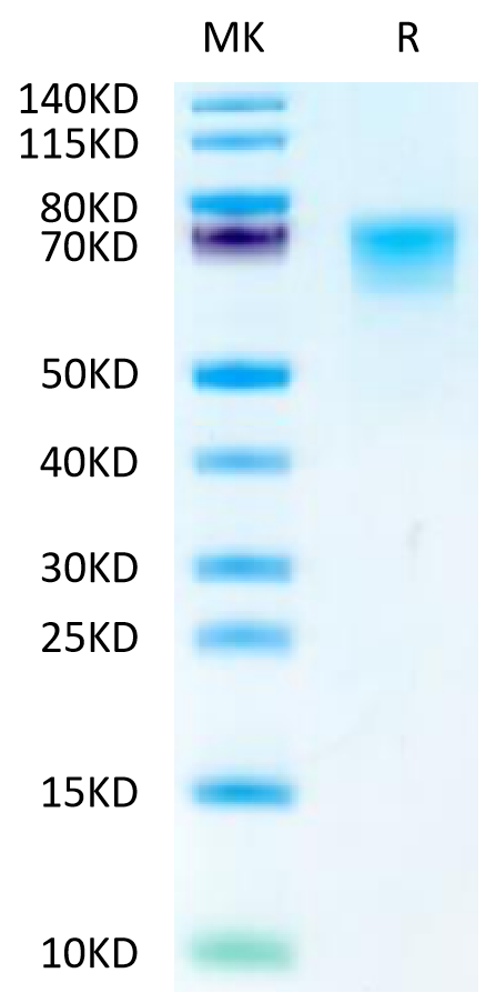 Cynomolgus LILRB1 on Tris-Bis PAGE under reduced condition. The purity is greater than 95%.Recombinant Cynomolgus LILRB1/CD85j/ILT2 Protein, Active