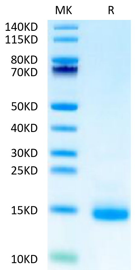Biotinylated Cynomolgus CD3E on Tris-Bis PAGE under reduced condition. The purity is greater than 95%.Biotinylated Cynomolgus CD3E/CD3 epsilon Protein (Primary Amine Labeling), Active