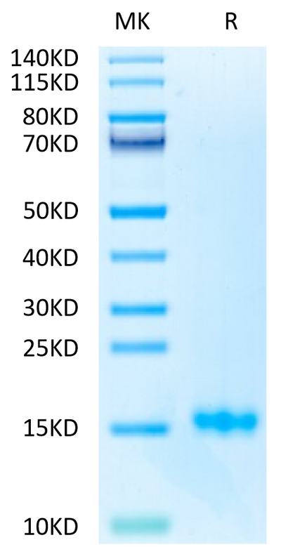 Biotinylated Human CD3E on Tris-Bis PAGE under reduced condition. The purity is greater than 95%.Biotinylated Human CD3E/CD3 epsilon Protein (Primary Amine Labeling), Active