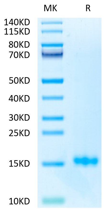 Biotinylated Human CD3E on Tris-Bis PAGE under reduced condition. The purity is greater than 95%.Biotinylated Human CD3E/CD3 epsilon Protein (Primary Amine Labeling), Active