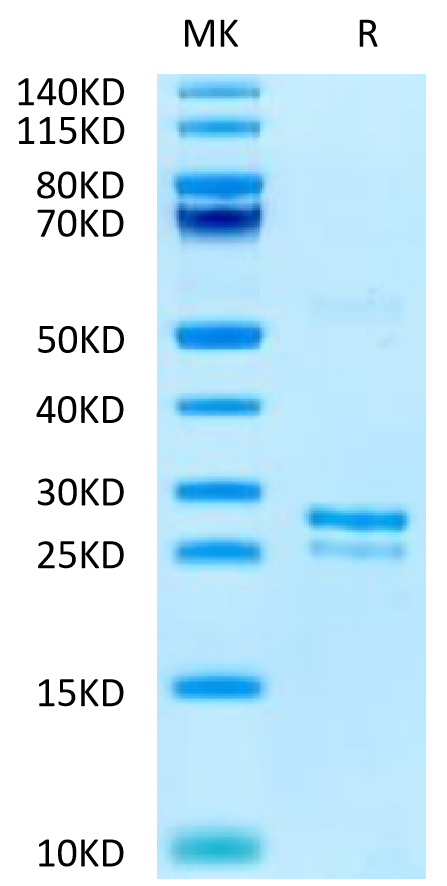 Canine TK1 on Tris-Bis PAGE under reduced condition. The purity is greater than 95%.Recombinant Canine TK1 Potein
