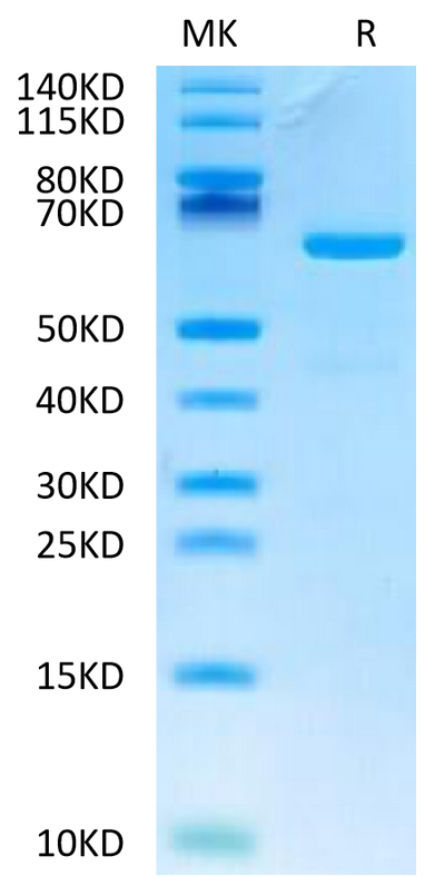 Human CD73 on Tris-Bis PAGE under reduced condition. The purity is greater than 95%.Recombinant Human CD73/NT5E Protein, Active