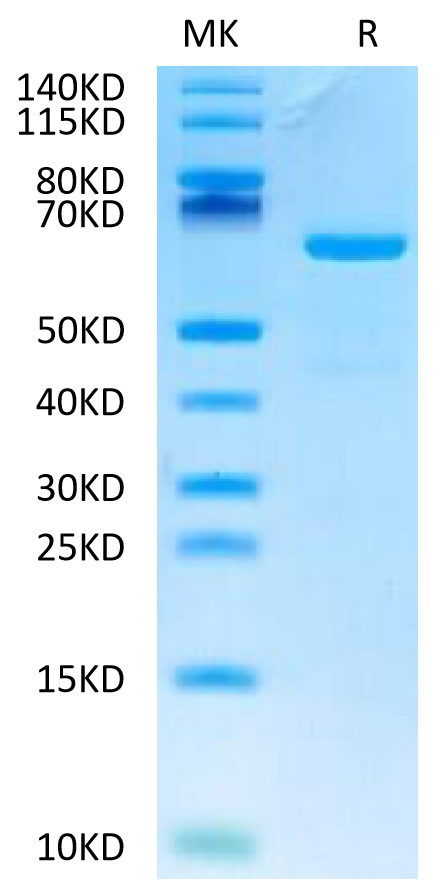 Human CD73 on Tris-Bis PAGE under reduced condition. The purity is greater than 95%.Recombinant Human CD73/NT5E Protein, Active