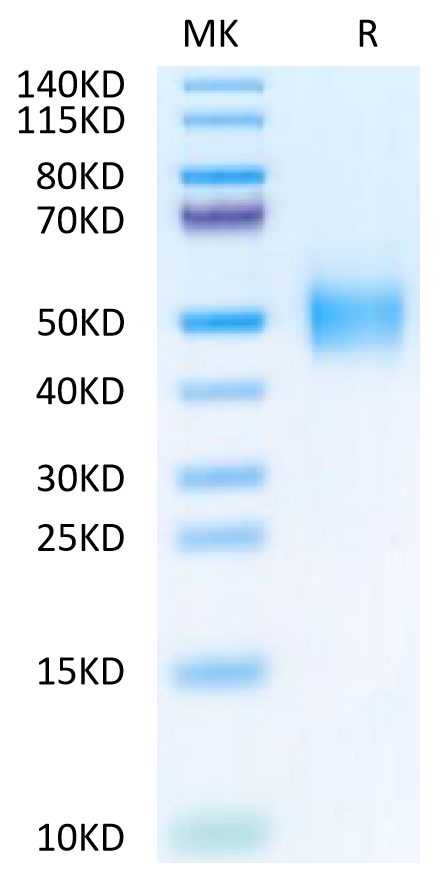 Mesocricetus auratus IFN alpha/beta R2 on Bis-Tris PAGE under reduced condition. The purity is greater than 95%.Recombinant Mesocricetus auratus IFN alpha/beta R2 Protein