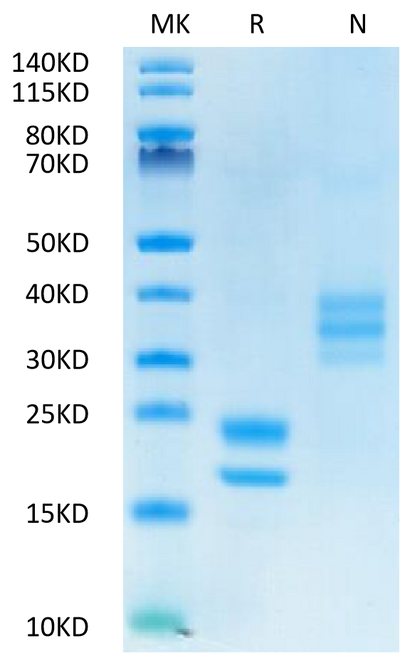 Human VEGF121 on Tris-Bis PAGE under reduced (R) condition and Non reducing (N) condition. The purity is greater than 95%.Recombinant Human VEGF121 Protein, Active
