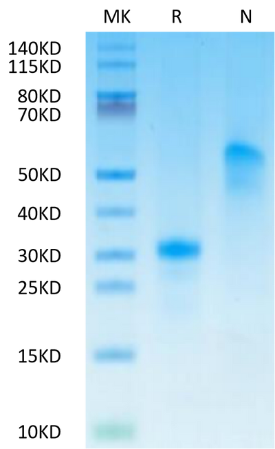 Human VEGF165 on Tris-Bis PAGE under reduced (R) condition and Non reducing (N) condition. The purity is greater than 95%.Recombinant Human VEGF165 Protein, Active