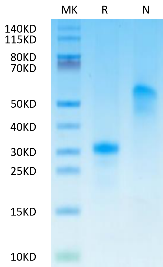 Human VEGF165 on Tris-Bis PAGE under reduced (R) condition and Non reducing (N) condition. The purity is greater than 95%.Recombinant Human VEGF165 Protein, Active