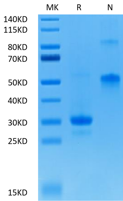 Biotinylated VEGF165 on Tris-Bis PAGE under reduced (R) condition and Non reducing (N) condition. The purity is greater than 95%.Biotinylated Human VEGF165 Protein, Active
