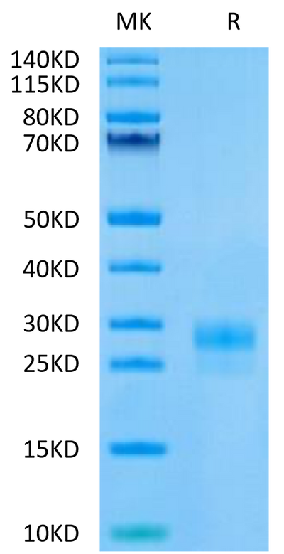 Human VEGF-C on Tris-Bis PAGE under reduced (R) condition. The purity is greater than 95%.Recombinant Human VEGF-C/Flt4-L Protein, Active