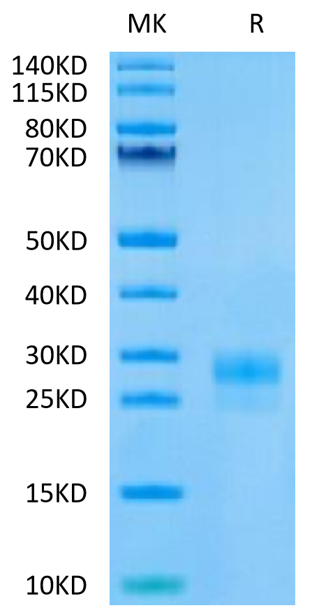Human VEGF-C on Tris-Bis PAGE under reduced (R) condition. The purity is greater than 95%.Recombinant Human VEGF-C/Flt4-L Protein, Active