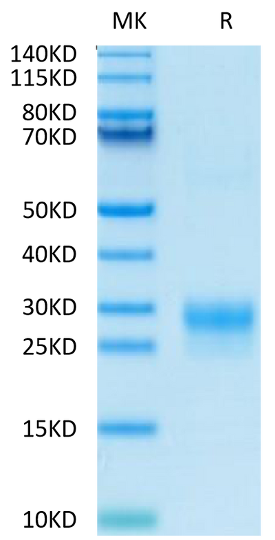 Biotinylated Human VEGF-C on Tris-Bis PAGE under reduced (R) condition. The purity is greater than 95%.Biotinylated Human VEGF-C/Flt4-L Protein, Active