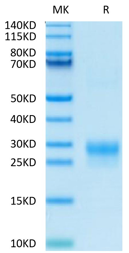 Biotinylated Human VEGF-C on Tris-Bis PAGE under reduced (R) condition. The purity is greater than 95%.Biotinylated Human VEGF-C/Flt4-L Protein, Active