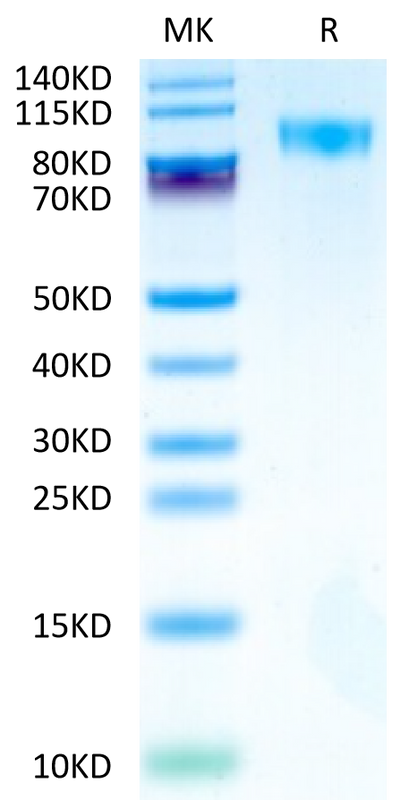Cynomolgus/Rhesus macaque CD117 on Tris-Bis PAGE under reduced condition. The purity is greater than 95%.Recombinant Cynomolgus/Rhesus macaque CD117 Protein, Active