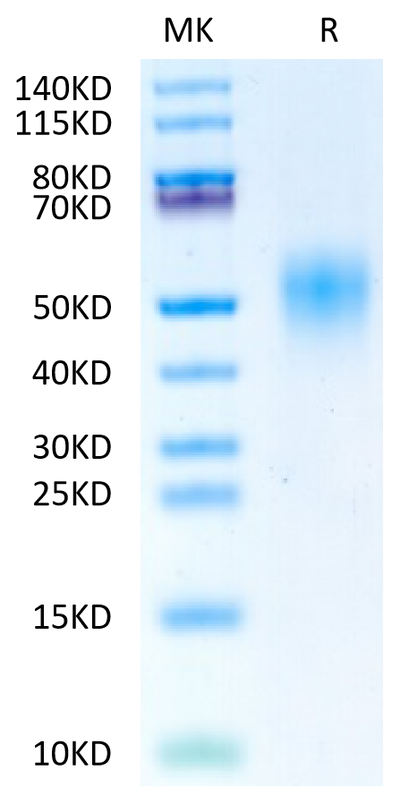 Biotinylated Human FGFR4 beta on Tris-Bis PAGE under reduced condition. The purity is greater than 95%.Biotinylated Human FGFR4 beta Protein