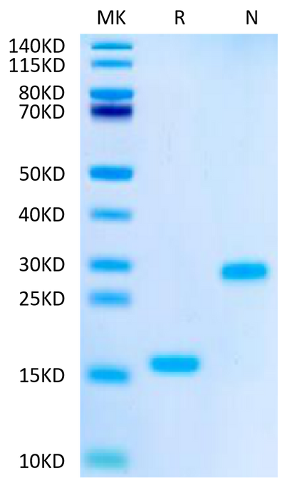 Biotinylated Human Mature TGF beta 1 on Tris-Bis PAGE under reduced (R) condition and Non reducing (N) condition. The purity is greater than 95%.Biotinylated Human Mature TGF beta 1 Protein, Active
