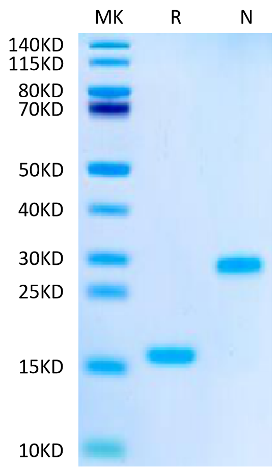 Biotinylated Human Mature TGF beta 1 on Tris-Bis PAGE under reduced (R) condition and Non reducing (N) condition. The purity is greater than 95%.Biotinylated Human Mature TGF beta 1 Protein, Active