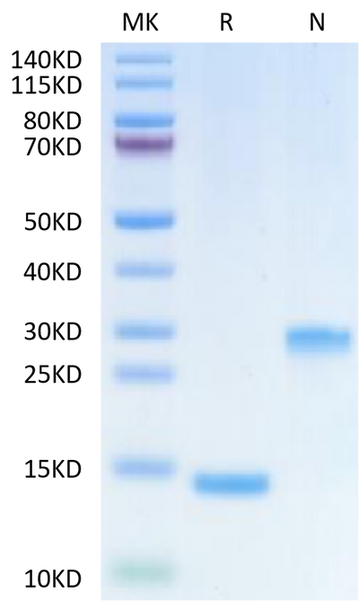 Human Mature TGF beta 1 on Tris-Bis PAGE under reduced (R) condition and Non reducing (N) condition. The purity is greater than 95%.Recombinant Human Mature TGF beta 1 Protein, Active