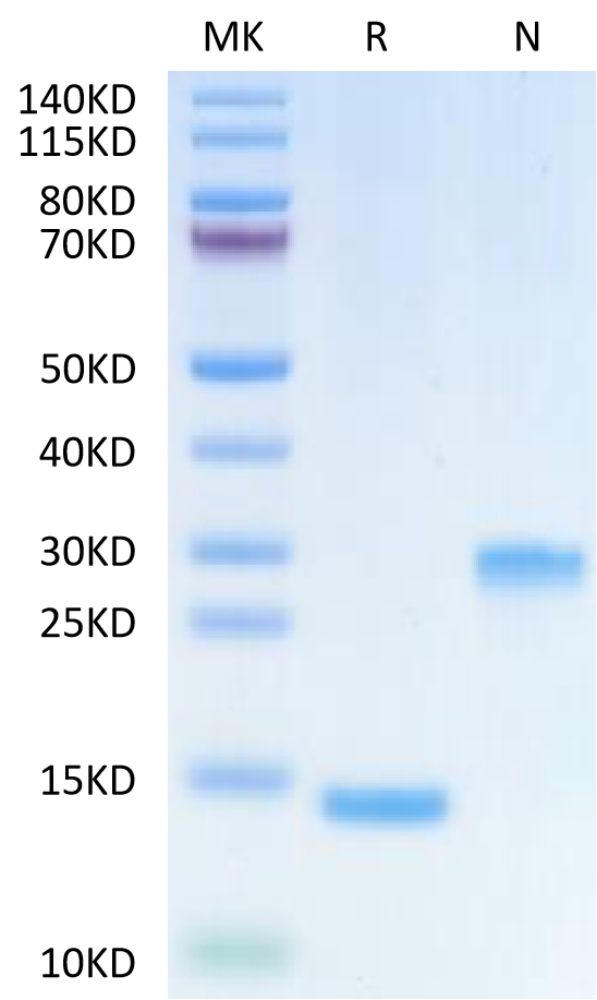 Human Mature TGF beta 1 on Tris-Bis PAGE under reduced (R) condition and Non reducing (N) condition. The purity is greater than 95%.Recombinant Human Mature TGF beta 1 Protein, Active