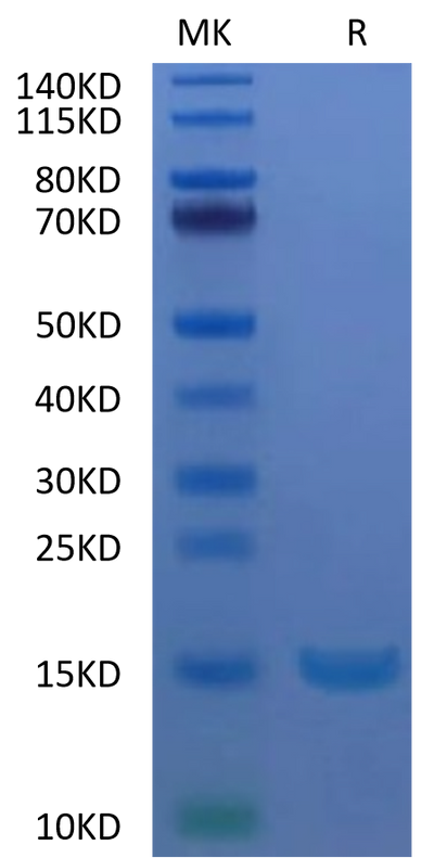 Human Alpha Synuclein on Tris-Bis PAGE under reduced condition. The purity is greater than 95%.Recombinant Human Alpha Synuclein Protein