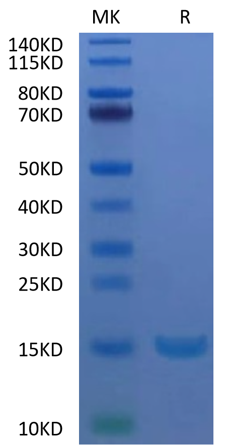Human Alpha Synuclein on Tris-Bis PAGE under reduced condition. The purity is greater than 95%.Recombinant Human Alpha Synuclein Protein