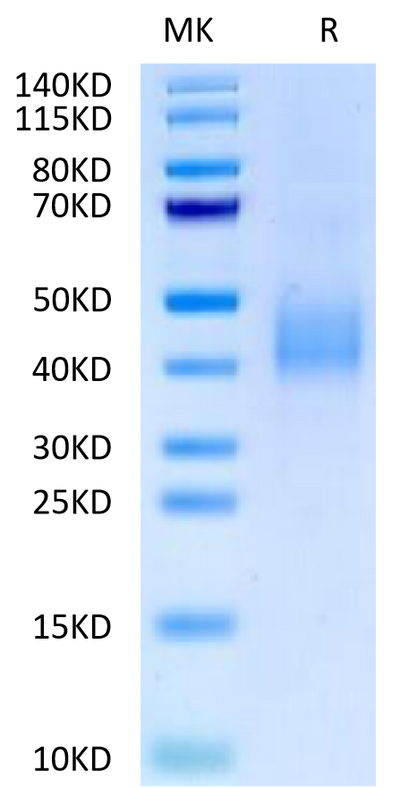 Biotinylated Human SLAMF6 on Tris-Bis PAGE under reduced condition. The purity is greater than 95%.Biotinylated Human SLAMF6/NTB-A Protein, Active