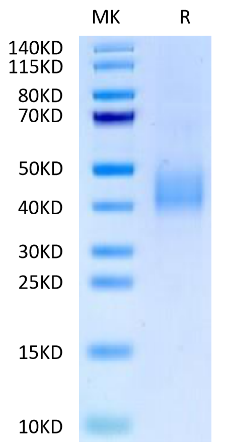 Biotinylated Human SLAMF6 on Tris-Bis PAGE under reduced condition. The purity is greater than 95%.Biotinylated Human SLAMF6/NTB-A Protein, Active