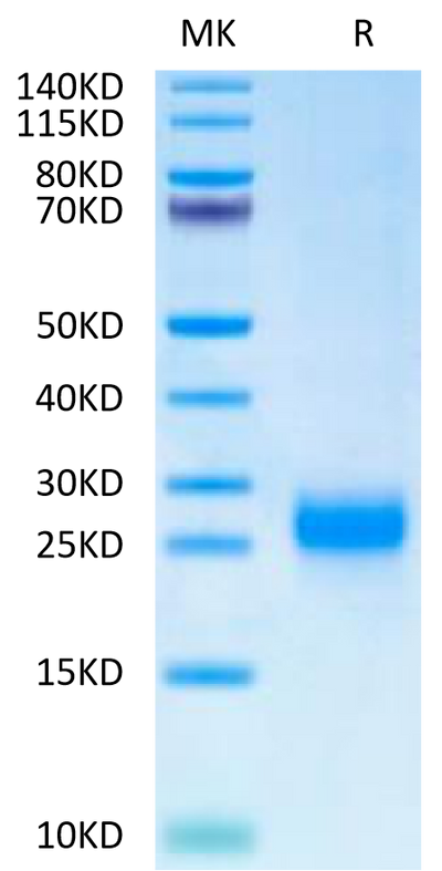 Cynomolgus FSHB on Tris-Bis PAGE under reduced condition. The purity is greater than 95%.Recombinant Cynomolgus FSHB Protein