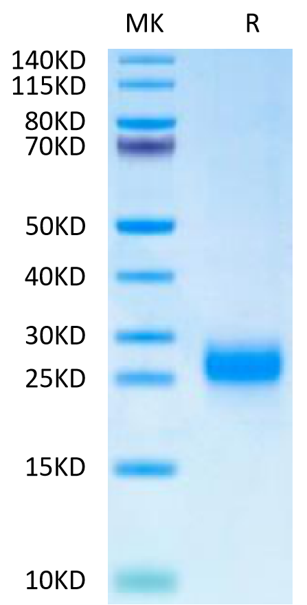 Cynomolgus FSHB on Tris-Bis PAGE under reduced condition. The purity is greater than 95%.Recombinant Cynomolgus FSHB Protein