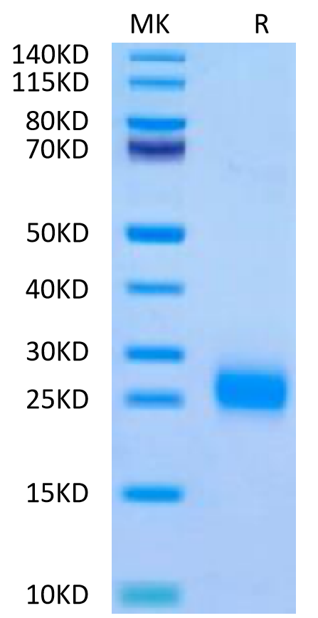 Human FSHB on Tris-Bis PAGE under reduced condition. The purity is greater than 95%.Recombinant Human FSHB Protein