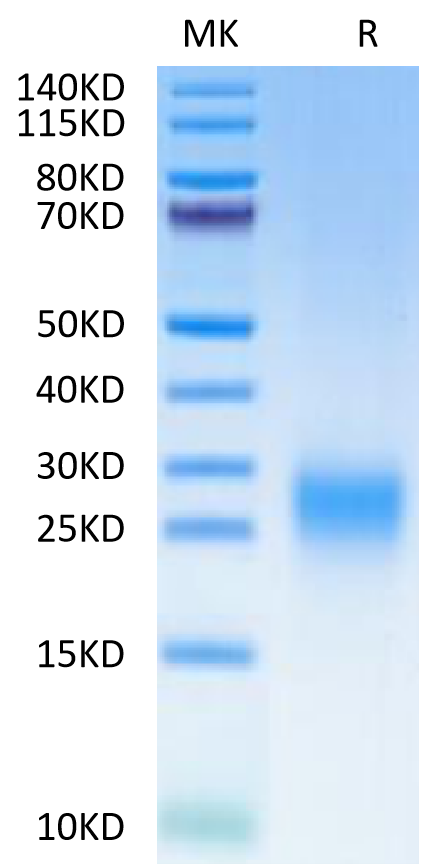 Human TDGF1 on Tris-Bis PAGE under reduced condition. The purity is greater than 95%.Recombinant Human TDGF1/Cripto Protein