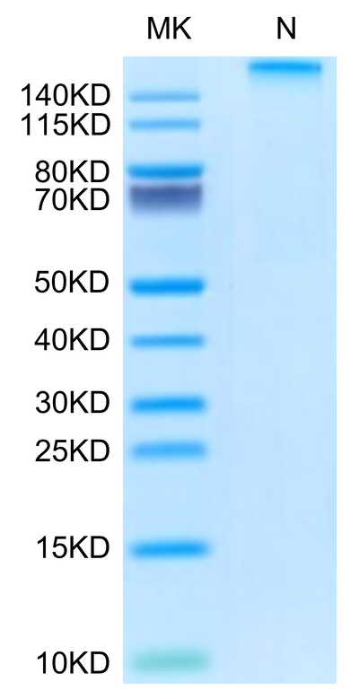 Rhesus macaque HLA-G&B2M&Peptide (RIIPRHLQL) Tetramer on Tris-Bis PAGE under Non reducing (N) condition. The purity is greater than 95%.Recombinant Rhesus macaque HLA-G&B2M&Peptide (RIIPRHLQL) Tetramer Protein, Active