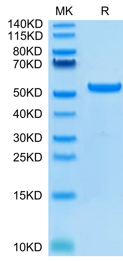Human HLA-G&B2M&Peptide (RIIPRHLQL) Monomer on Tris-Bis PAGE under reduced condition. The purity is greater than 95%.Recombinant Human HLA-G&B2M&Peptide (RIIPRHLQL) Monomer Protein, Active