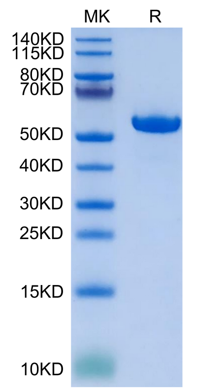 Biotinylated Human HLA-G&B2M&Peptide (RIIPRHLQL) Monomer on Tris-Bis PAGE under reduced condition. The purity is greater than 95%.Biotinylated Human HLA-G&B2M&Peptide (RIIPRHLQL) Monomer Protein, Active