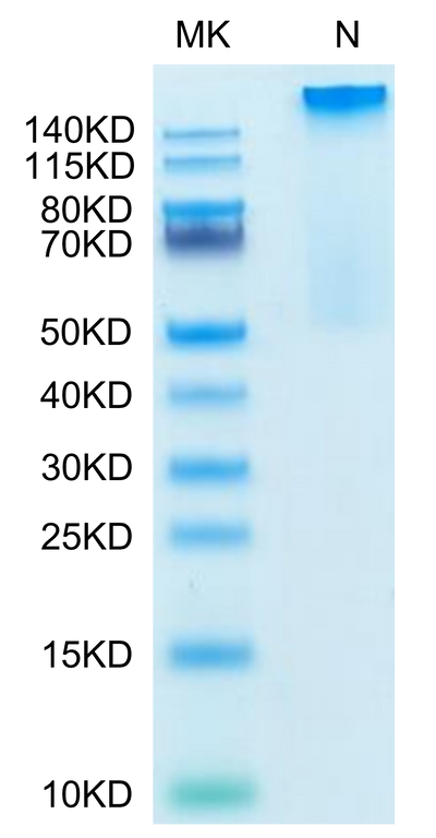 Human HLA-G&B2M&Peptide (RIIPRHLQL) Tetramer on Tris-Bis PAGE under Non reducing (N) condition. The purity is greater than 95%.Recombinant Human HLA-G&B2M&Peptide (RIIPRHLQL) Tetramer Protein, Active