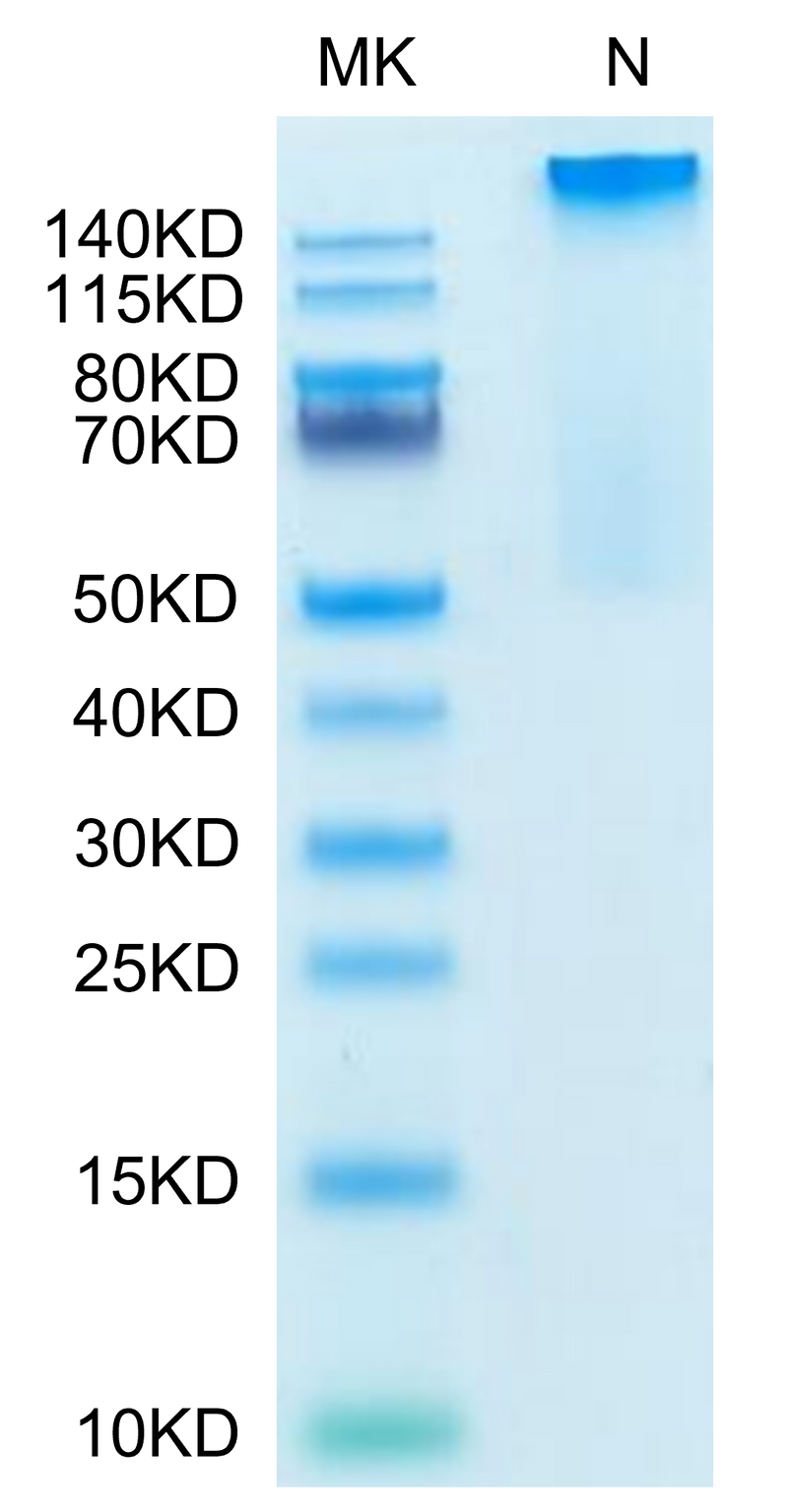 Human HLA-G&B2M&Peptide (RIIPRHLQL) Tetramer on Tris-Bis PAGE under Non reducing (N) condition. The purity is greater than 95%.Recombinant Human HLA-G&B2M&Peptide (RIIPRHLQL) Tetramer Protein, Active