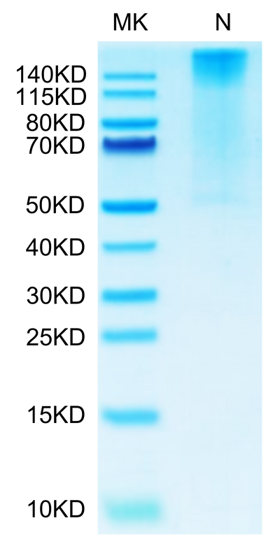 Biotinylated Human HLA-G&B2M&Peptide (RIIPRHLQL) Tetramer on Tris-Bis PAGE under Non reducing (N) condition. The purity is greater than 95%.Biotinylated Human HLA-G&B2M&Peptide (RIIPRHLQL) Tetramer Protein, Active