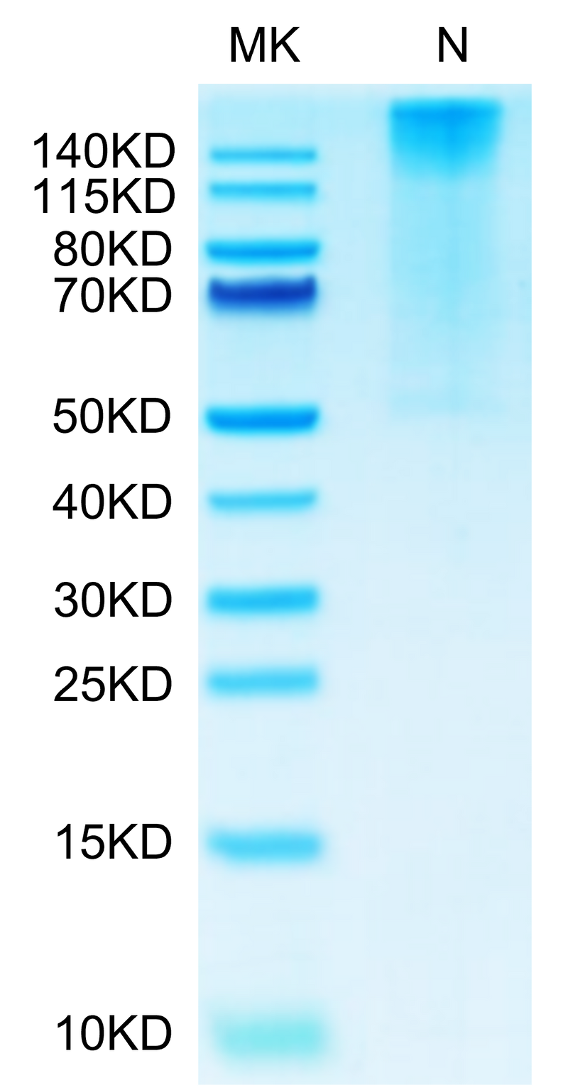 Biotinylated Human HLA-G&B2M&Peptide (RIIPRHLQL) Tetramer on Tris-Bis PAGE under Non reducing (N) condition. The purity is greater than 95%.Biotinylated Human HLA-G&B2M&Peptide (RIIPRHLQL) Tetramer Protein, Active