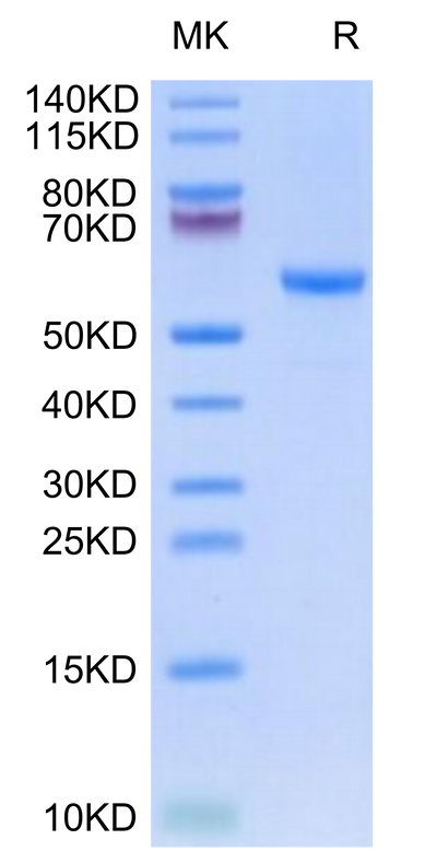 Rhesus macaque HLA-G&B2M&Peptide (RIIPRHLQL) Monomer on Tris-Bis PAGE under reduced condition. The purity is greater than 95%.Recombinant Rhesus macaque HLA-G&B2M&Peptide (RIIPRHLQL) Monomer Protein, Active