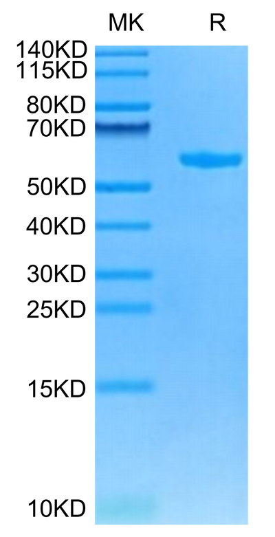 Cynomolgus HLA-G&B2M&Peptide (RIIPRHLQL) Monomer on Tris-Bis PAGE under reduced condition. The purity is greater than 95%.Recombinant Cynomolgus HLA-G&B2M&Peptide (RIIPRHLQL) Monomer Protein