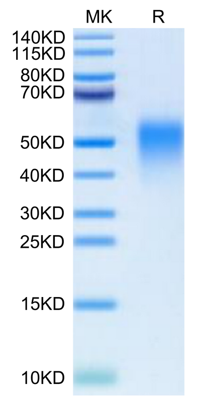 Cynomolgus/Rhesus macaque B7-H5 on Tris-Bis PAGE under reduced condition. The purity is greater than 95%.Recombinant Cynomolgus/Rhesus macaque B7-H5/Gi24/VISTA Protein, Active