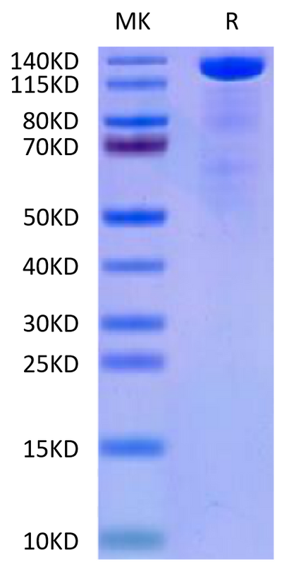 Mouse Beta Klotho on Tris-Bis PAGE under reduced condition. The purity is greater than 90%.Recombinant Mouse Beta Klotho Protein, Active
