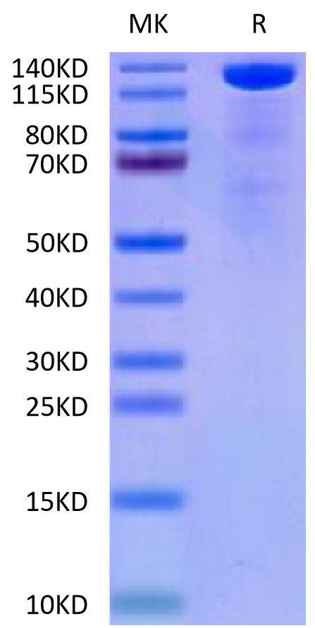 Mouse Beta Klotho on Tris-Bis PAGE under reduced condition. The purity is greater than 90%.Recombinant Mouse Beta Klotho Protein, Active