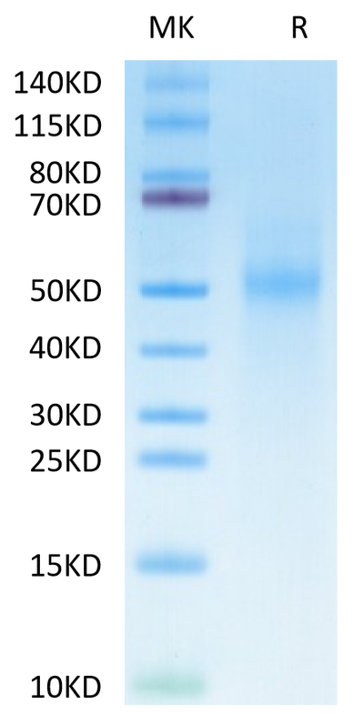 Cynomolgus Tim-3 on Tris-Bis PAGE under reduced condition. The purity is greater than 95%.Recombinant Cynomolgus Tim-3/HAVCR2 Protein, Active