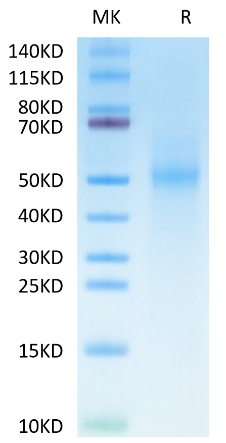 Cynomolgus Tim-3 on Tris-Bis PAGE under reduced condition. The purity is greater than 95%.Recombinant Cynomolgus Tim-3/HAVCR2 Protein, Active