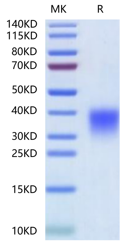 Human Activin RIIA on Tris-Bis PAGE under reduced condition. The purity is greater than 95%.Recombinant Human Activin RIIA/ACVR2A-Protein, Active