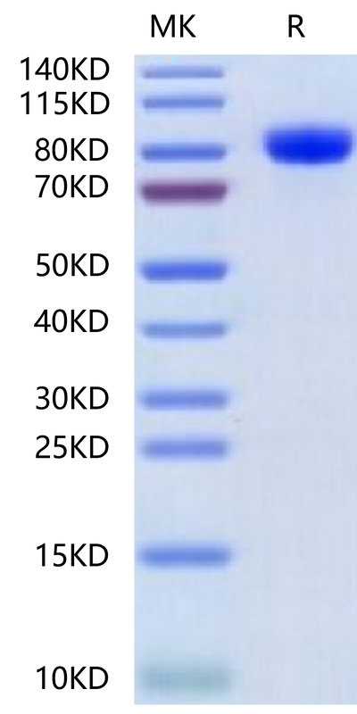 Mouse Her3 on Tris-Bis PAGE under reduced condition. The purity is greater than 95%.Recombinant Mouse Her3/ErbB3 Protein, Active