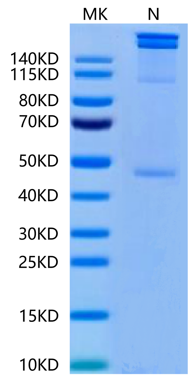Human HLA-A*02:01&B2M&MAGE-A1 (KVLEYVIKV) Tetramer on Tris-Bis PAGE under Non reducing (N) condition. The purity is greater than 95%.Recombinant Human HLA-A*02:01&B2M&MAGE-A1 (KVLEYVIKV) Tetramer Protein